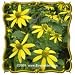 Wild Golden Glow (Rudbeckia laciniata) Jumbo Wildflower Seed Packet (300)