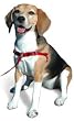 SENSE-ation No-Pull Dog Harness - Large/Wide (Black)