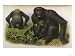 An Adult Male an Adult Female and a Young Male Animals Giclee Poster Print by Hanhart...