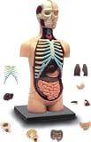 Review QUAY  / Human Body - 4D Puzzle