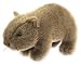 Plush Signature Wombat 17