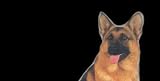 AIRBRUSHED LICENSE PLATES - GERMAN SHEPHERD LICENSE PLATE - #1388