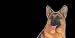 AIRBRUSHED LICENSE PLATES - GERMAN SHEPHERD LICENSE PLATE - #1388