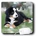 Dogs Bernese Mountain Dog - Bernese Mountain Dog - Mouse Pads