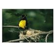 Male Golden Oriole Waiting for Chick to Defecate Photographic Print by Klaus Nigge, 24" x 18"