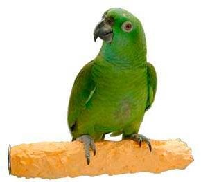 Pollys Pet Products Cuttlebone and Calcium Bird Perch Size Medium Assorted Colors