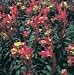 Euphorbia amygdaloides Purpurea