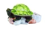 Turtle Solar Light