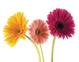 2 Lg Art Print Posters Gerbera Daisy Daisies Bright Colors Mick Bird 14x11