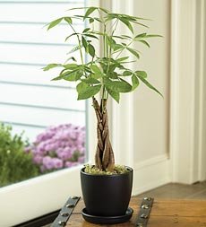 Money Tree Plant