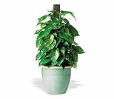 Teleflora's Proud Pothos