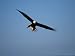 An American Bald Eagle Soars Through a Cloudless Blue Sky Photographic Poster Print, ...