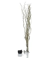 Small Salix