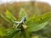 Cudweed Grasshopper at Spring Creek Prairie Photographic Poster Print