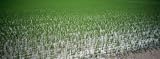 Rice Crop, New South Wales, United Kingdom, Riverina District, Australia Photographic Poster Print by Panoramic Images, 24x8