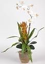 Single Star Bromeliad/Orchid Combo Silk Orchid Plant Color: Cream
