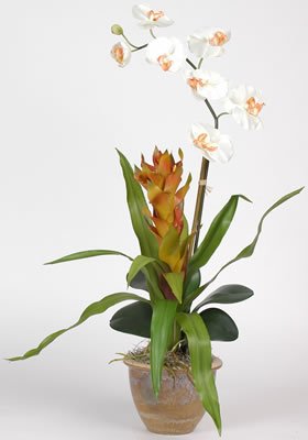 Single Star Bromeliad/Orchid Combo Silk Orchid Plant Color: Cream