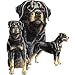 Rottweiler Adult T-Shirt