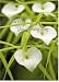 Hawaiian Wedding & Anniversary Card Blooming Hearts