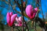Jane Magnolia
