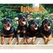 For the Love of Rottweilers 2009 Deluxe Wall Calendar