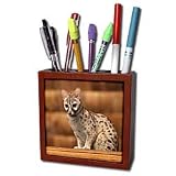 31MIYCpcDsL. SL160  Danita Delimont   Wildlife   Tanzania, Ngorongoro Conservation, Civet wildlife AF45 RBE0377   Ralph H. Bendjebar   Tile Pen Holders 5 inch tile pen holder