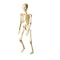 Simply Skeletons
