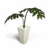 �s�l�H�ϗt�A���E���ԁtPhilodendron bipinnatifidum(�Z���[�� �q�g�f�J�Y��)