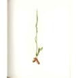 Perrin Ltd Ed 1914 Flowering Plant LADY'S TRESSES