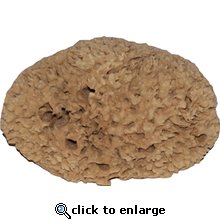Large Natural Sea Sponge Large Natural Sea Sponge