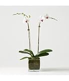 Flowers and Plant Gifts: City Girl Madonna Orchid