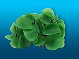 Natures Image No. 111A Mushroom Rock Green 6in x 4.5in x 3in Discosoma Coral Reproduction