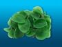 Natures Image No. 111A Mushroom Rock Green 6in x 4.5in x 3in Discosoma Coral Reproduction