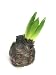 Flower Bulb Tilted - 36