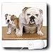 Dogs Bulldog - British Bulldog - Mouse Pads