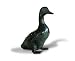 Duckling