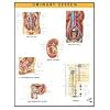 Netter Anatomy Charts: Urinary System Chart, 1e (Netter Charts)