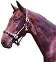 Halter, Kieffer, leather - Large (full) brown