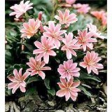 Little Plum Lewisia 20 Seeds