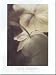 Wild Anemone Art Print Poster By Thomas Kettler, 12 " x 16 "
