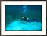 A Diver with an Underwater Camera Swims Amidst Smooth-Tailed Trevally Collections Framed Photographic Poster Print, 29x21