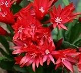 Easter Cactus Red Cuttings