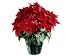 23" Realistic Red Artificial Foil Potted Christmas Poinsettia Plant