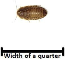 1000 Small ¼" Dubias By DiscountDubias.com