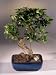 Bonsai Boy's Taiwan Ficus Bonsai Tree - Curved Shaped Trunk - Large<br><i>(ficus retusa)</i>