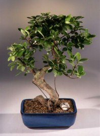 Bonsai Boy's Ficus Retusa Golden Coin Bonsai Tree Curved Trunk - Large ficus retusa
