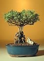 Bonsai Boy's Flowering Mount Fuji Serissa With Raised Roots serissa foetida