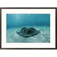 A southern stingray, Dasyatis americana, lies on a sandy sea floor Subject Framed Art Poster Print by Brian J. Skerry, 29x21