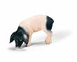 Swabian Hall Piglet Eating