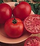 Tomato Bush Big Boy Hybrid - 1 Pkt. (30 seeds)